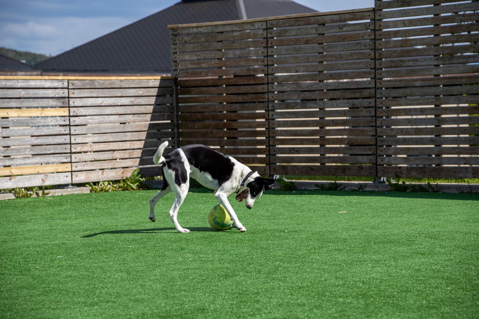 Pet-friendly artificial turf in a Anchorage backyard