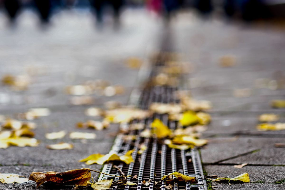 Fallen autumn leaves collected over a drain — the debris that clogs gutters