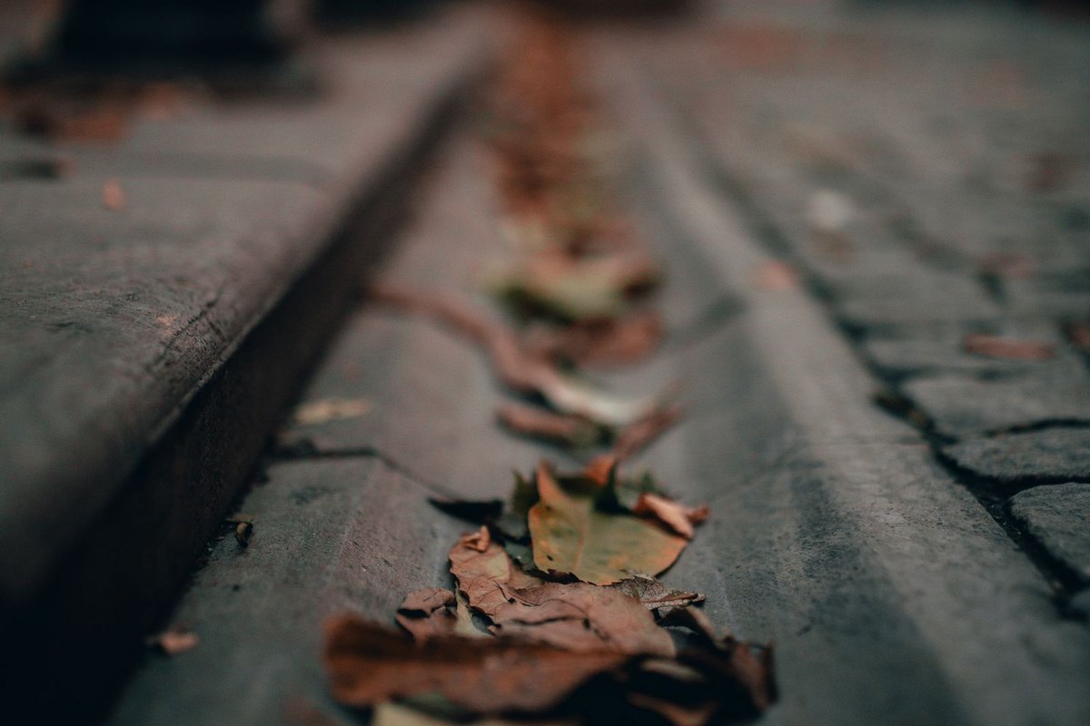 Fallen autumn leaves collected in a gutter channel