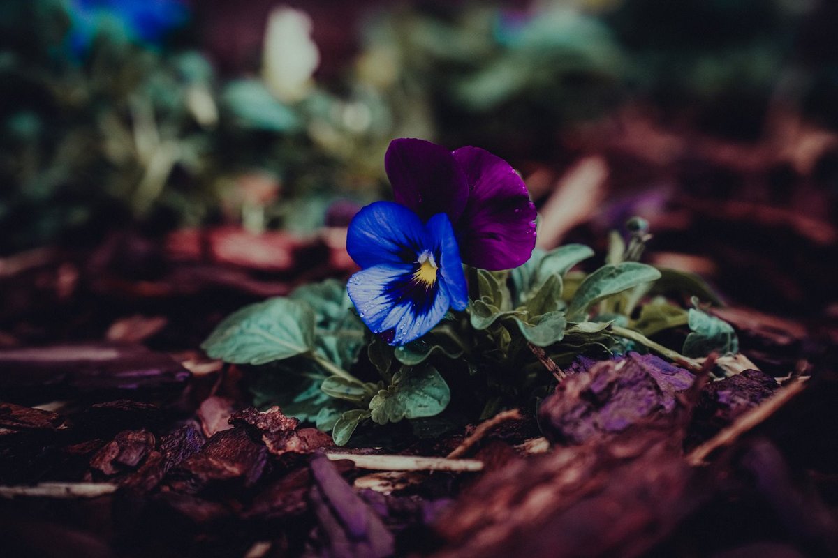 Flowers growing in a freshly mulched garden bed in Anchorage