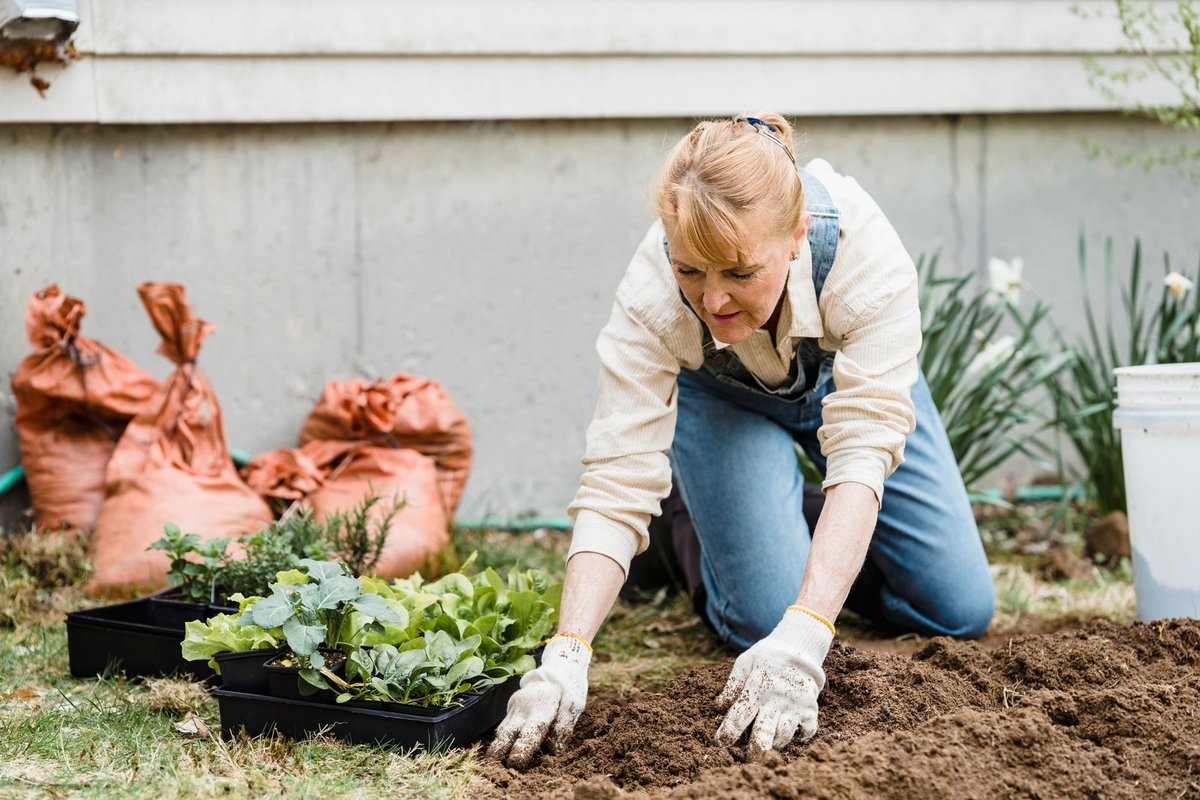 Shrubs and perennials being planted in a landscaped garden bed