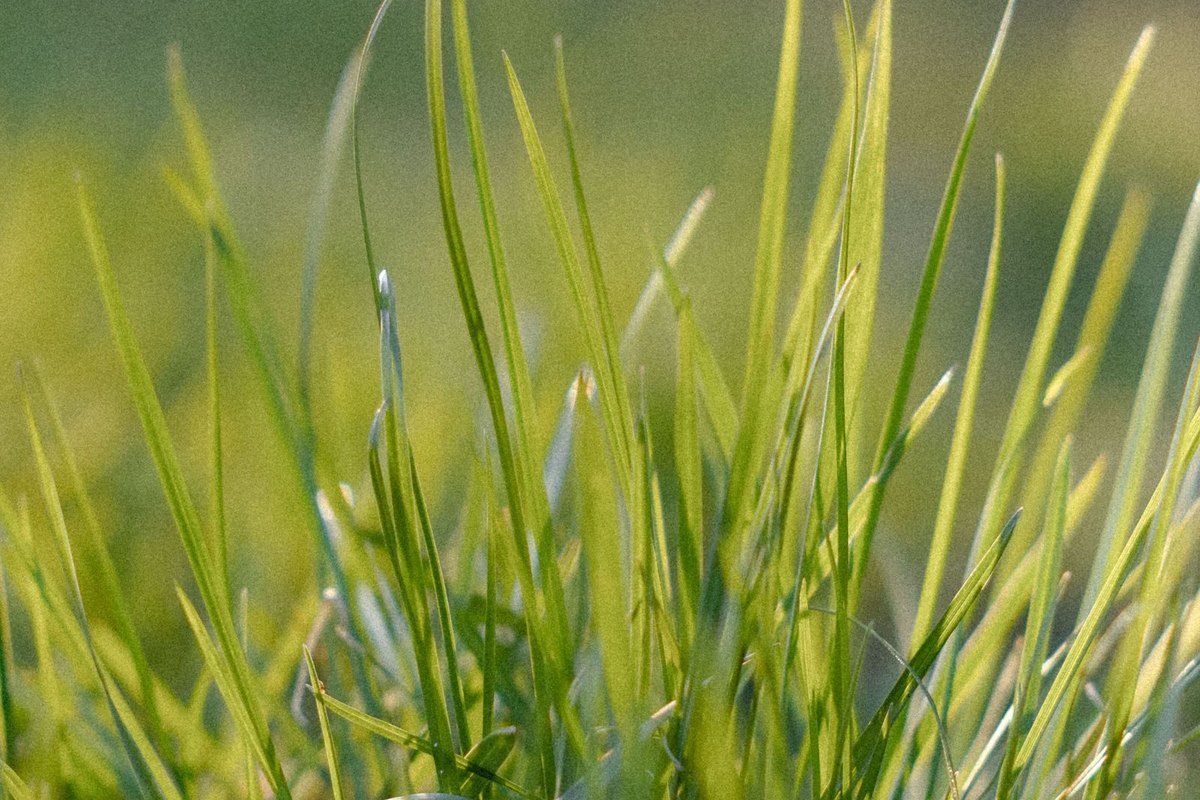 Close-up of thick, healthy green grass blades