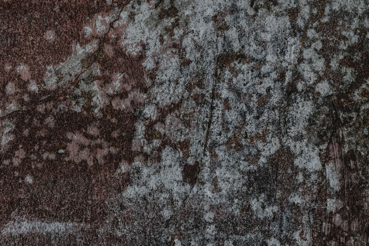 Mottled mold-like growth spreading across a weathered wall surface