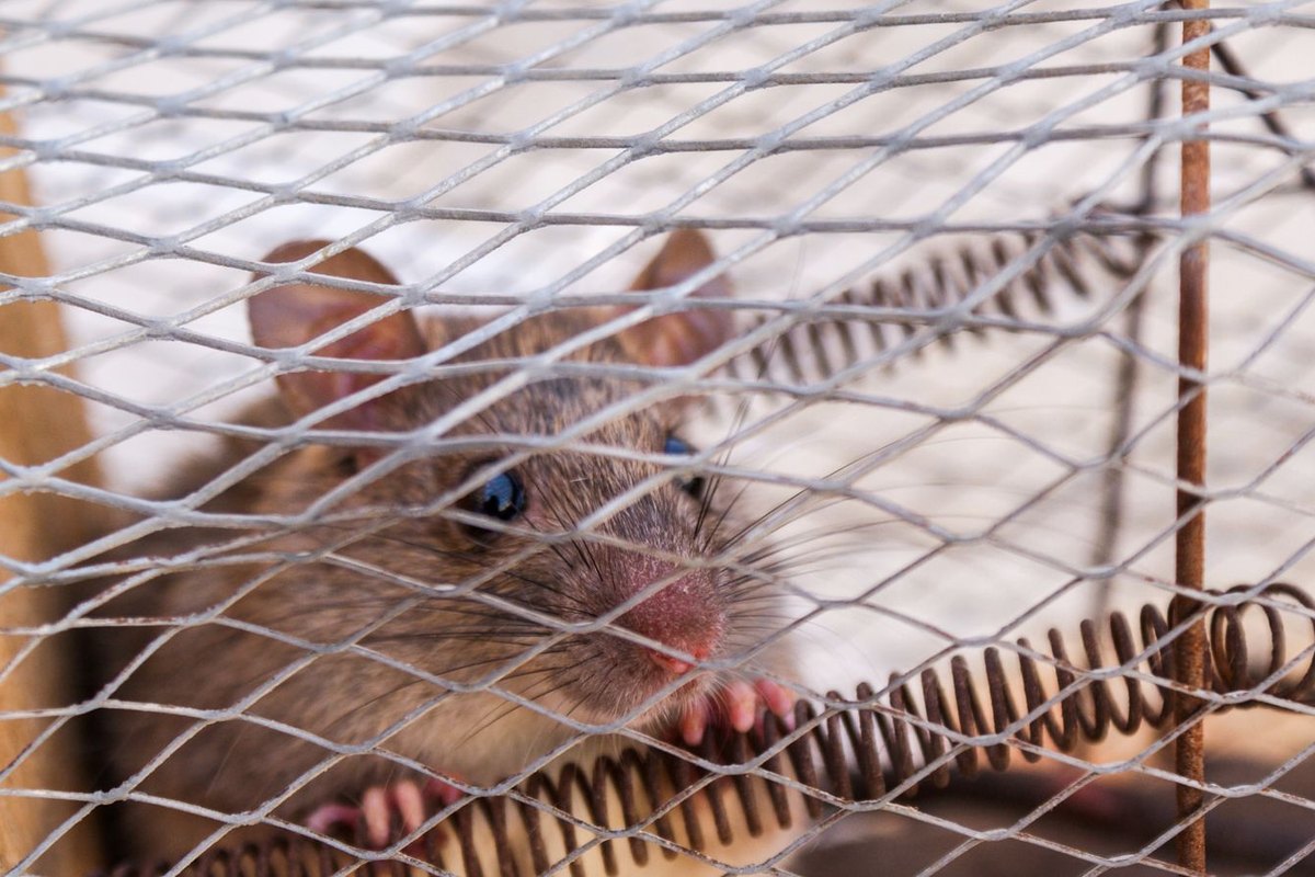 A rat — the kind of rodent removed and excluded from Anchorage, AK homes