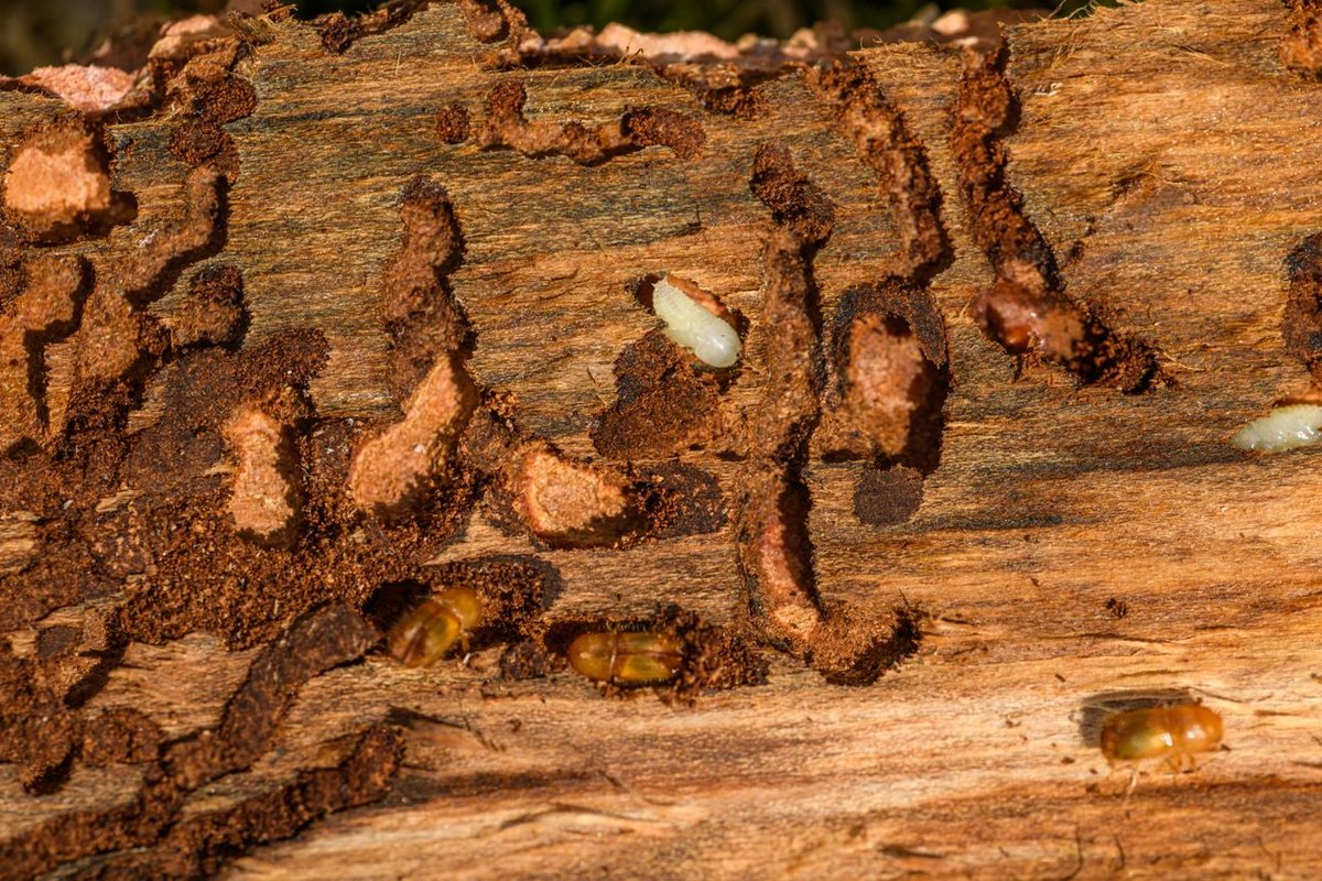 Close-up of wood showing insect tunneling and damage of the kind termites cause