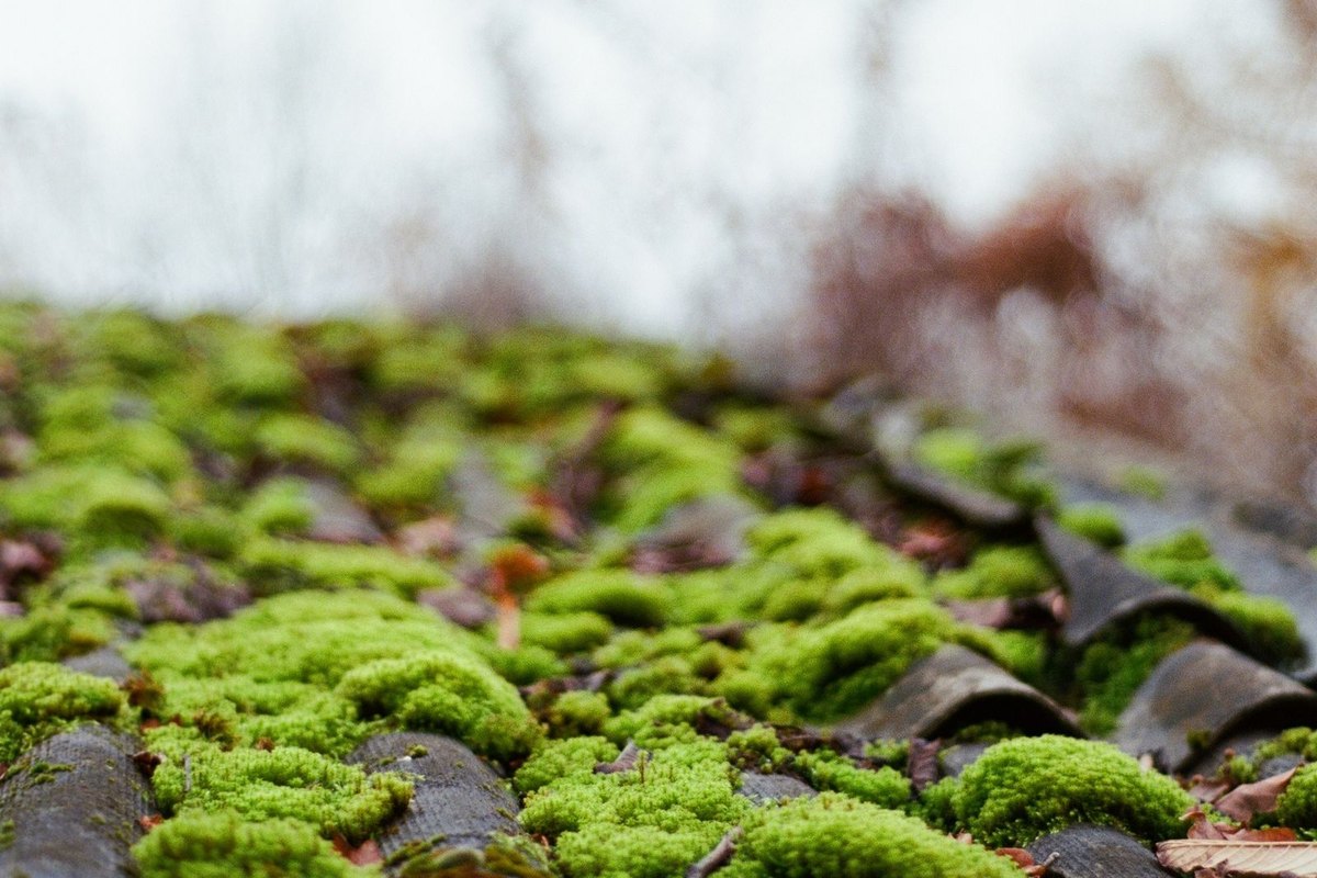 Green moss growing on roof tiles in Anchorage