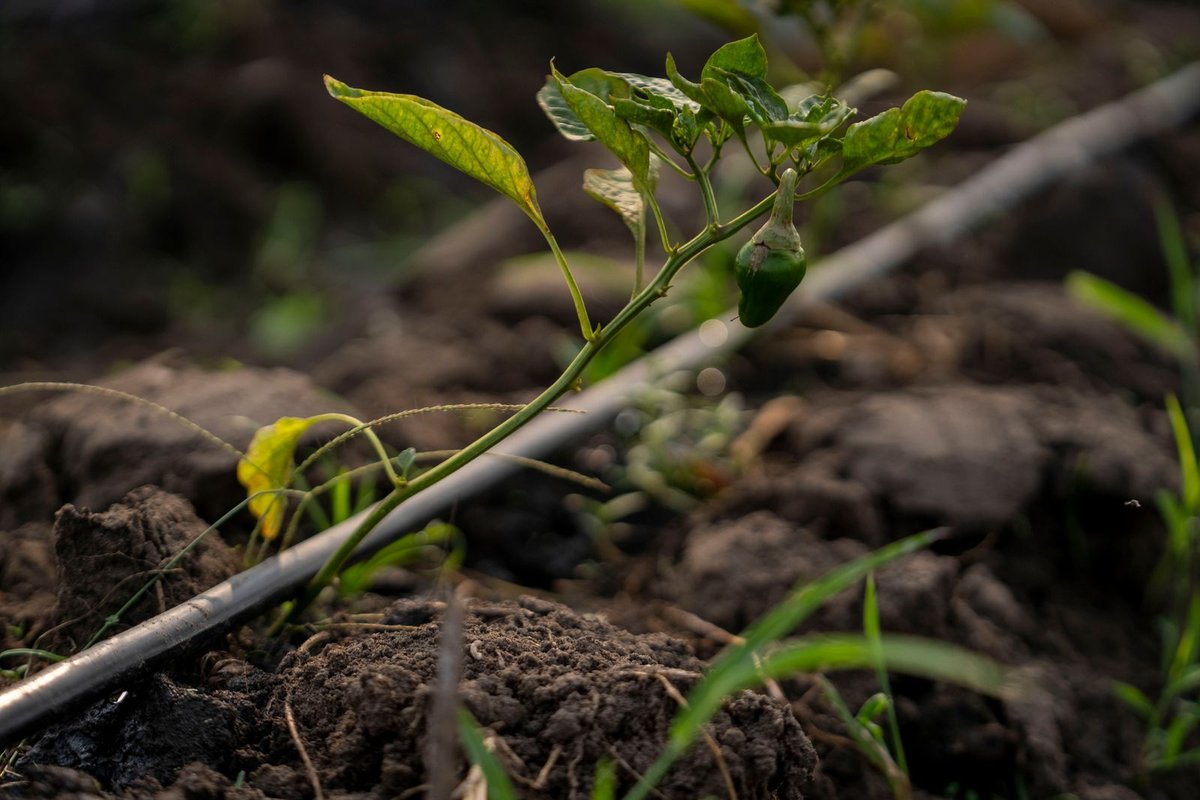 Drip irrigation line watering a garden bed in Anchorage