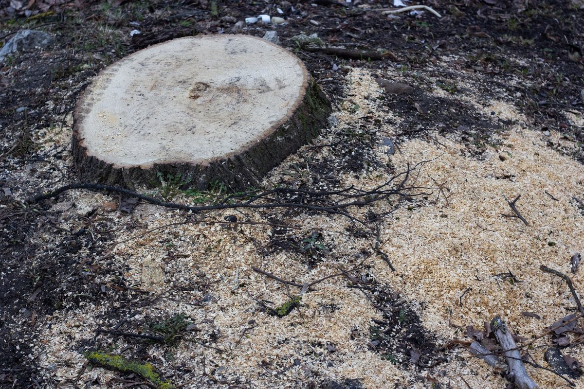 Freshly cut tree stump with sawdust from grinding