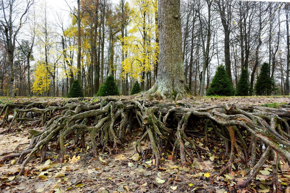 Exposed tree roots at the base of a tree in Anchorage, AK