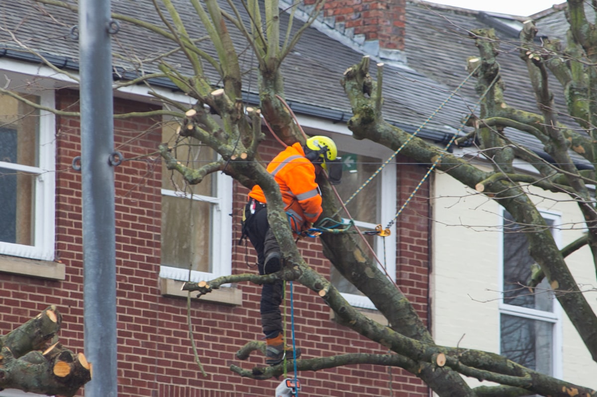 Insured, professional tree work near Anchorage, AK