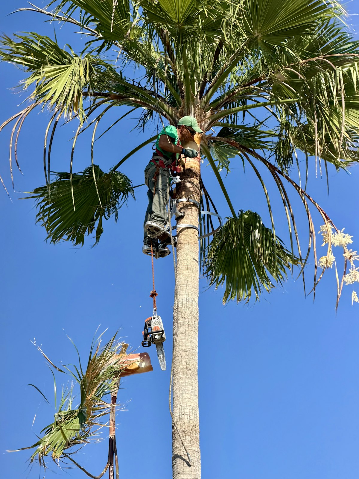 Tree Removal demo