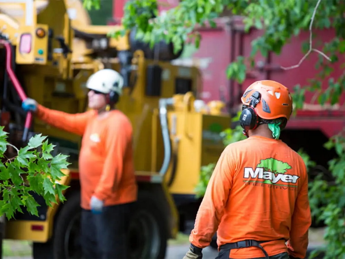 Tree removal crew at work in Anchorage, AK