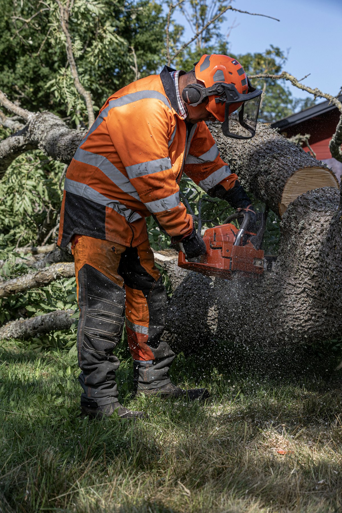 Tree removal in Anchorage, AK