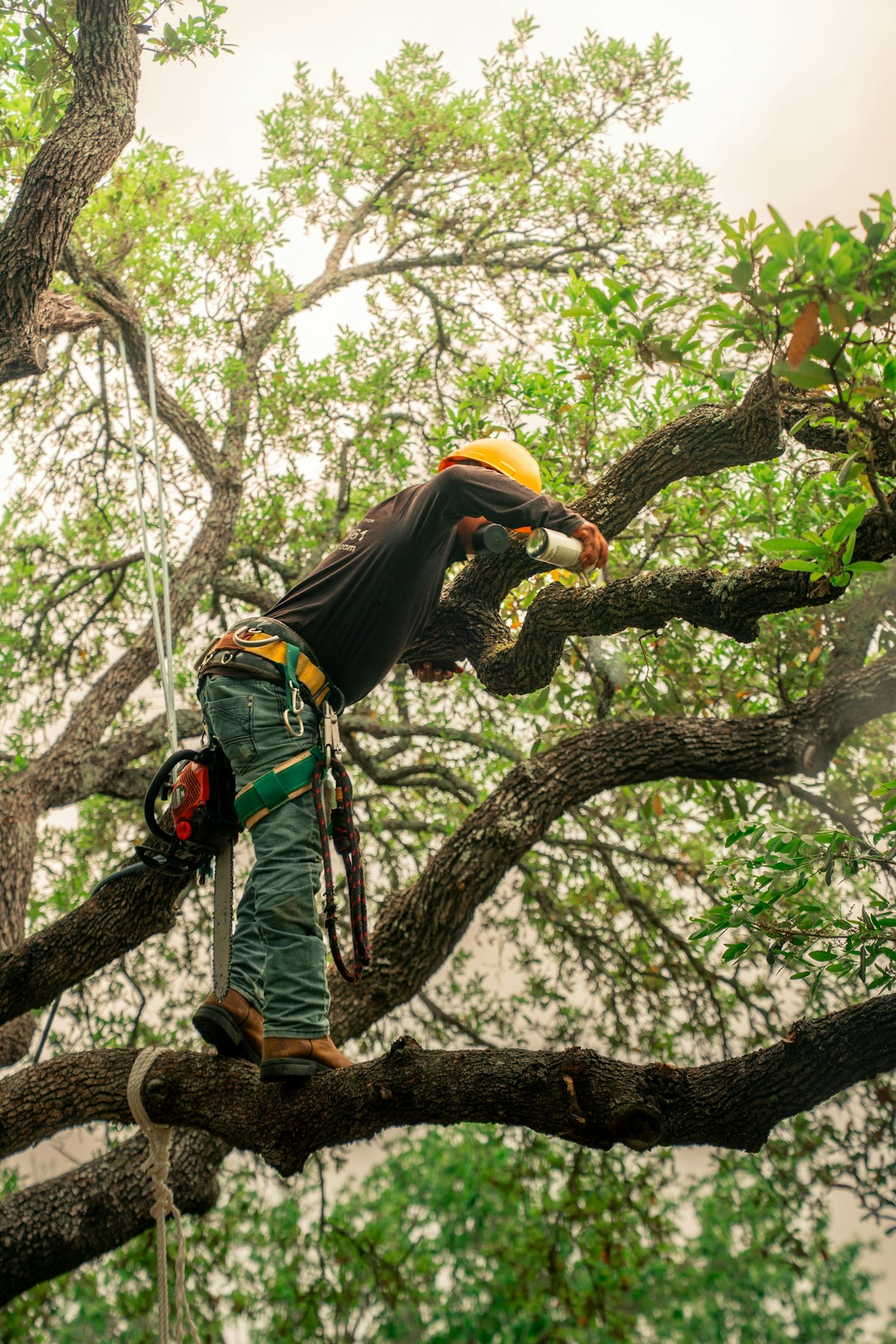 Tree trimming and pruning in Anchorage, AK